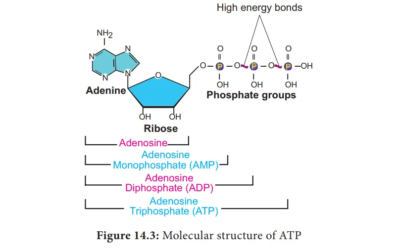 Structure of ATP
